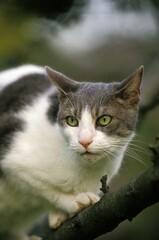 Domestic Cat, Adult standing in Tree