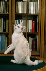 Burmilla Domestic Cat, Adult sitting near Bookshelf