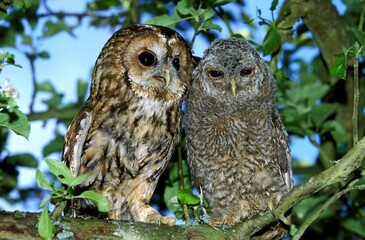 Eurasian Tawny Owl, strix aluco, Adult with Young, Normandy
