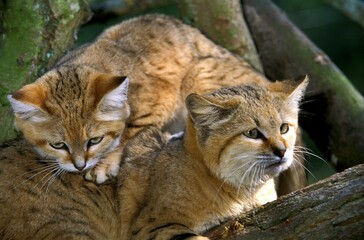 Naklejka na ściany i meble Sand Cat, felis margarita, Female with Young