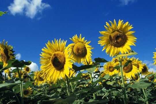 Sunflower Field, helianthus sp, Flowers against Blue Sky