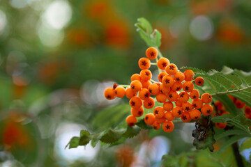 A branch of ripe rowan