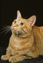 American Shorthair Domestic Cat, Adult against Black Background
