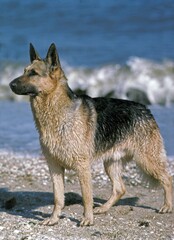 German Shepherd Dog, Adult standing on Beach
