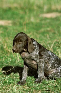 German Short Haired Pointer, Adult sitting on Grass