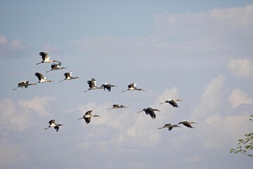 Wood Stork, mycteria americana, Group in Flight, Los Lianos in Venezuela