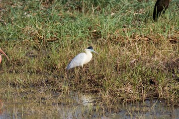 Capped Heron, pilherodius pileatus, Adult standing near Water, Los Lianos in Venezuela