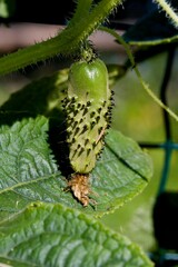 Fototapeta premium Gherkin or Pickle, cucumis sativus, Vegetable garden in Normandy