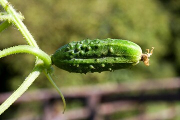 Gherkin or Pickle, cucumis sativus, Vegetable garden in Normandy