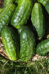 Gherkin or Pickle, cucumis sativus, Vegetable garden in Normandy