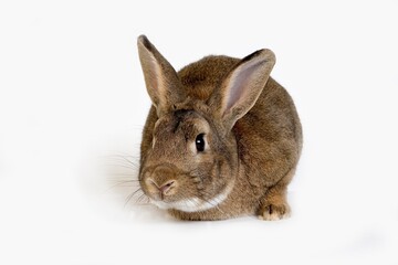 Normandy Domestic Rabbit, Adult against White Background
