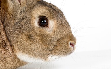 Normandy Domestic Rabbit, Adult against White Background