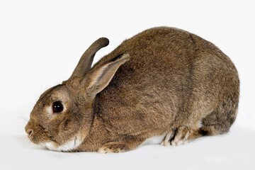Normandy Domestic Rabbit, Adult against White Background