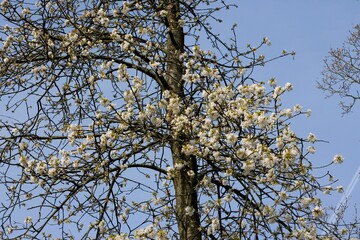 Fototapeta premium Wild Cherry Tree, prunus avium, Blooming Tree in Normandy
