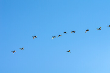 Fototapeta premium A flock of swans in the morning blue sky.