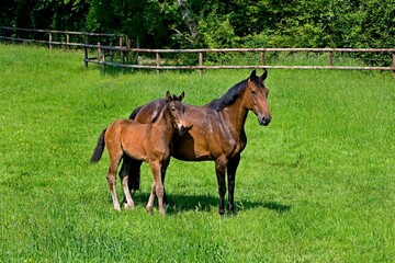 French Trotter, Mare with Foal standing in Paddock, Normandy