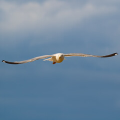 Seagull flying at Longsands beach in Whitley Bay, United Kingdom