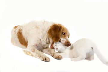French Spaniel Male (Cinnamon Color) with White Domestic Cat playing against White Background