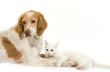 Obraz premium French Spaniel Male (Cinnamon Color) with White Domestic Cat laying against White Background