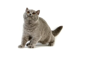 Blue British Shorthair Domestic Cat, Female against White Background