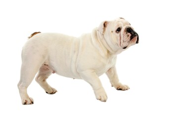 English Bulldog, Female against White Background