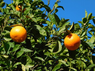 Bitter orange, or Citrus aurantium, fruits on a tree