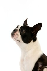 Boston Terrier Dog, Portrait of Adult against White Background