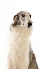 Borzoi or Russian Wolfhound, Portrait of Adult against White Background