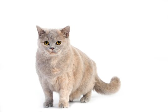 Lilac Cream British Shorthair Domestic Cat, Female against White Background