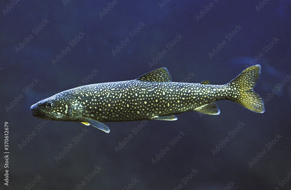 Wall mural lake trout, salvelinus namaycush, adult, canada