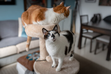 Dos gatos domesticos juegan en una torre rascador 4