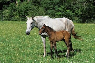 Obraz na płótnie Canvas Lusitano Horse, Mare with Foal in Meadow