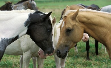 Paint Horse, Heads of Adults