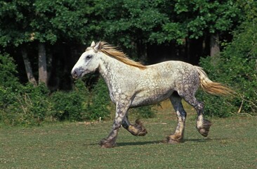 Mulassiere du Poitou, Adult Trotting Through Meadow