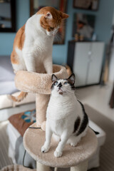composicion vertical.  Dos gatos domesticos sentados en una torre rascador
