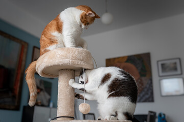 Dos gatos domesticos juegan en una torre rascador 3