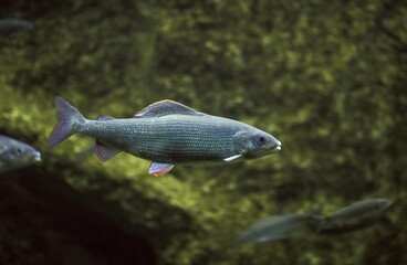 Grayling, thymallus thymallus