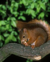 Naklejka na ściany i meble Red Squirrel, sciurus vulgaris, Male eating Hazelnut