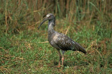 Obraz premium Plumbeous Ibis, theristicus caerulescens, Adult, Pantanal in Brazil