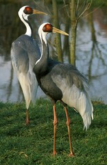 Fototapeta premium White Naped Crane, grus vipio, Pair standing near Water