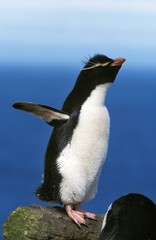Rockhopper Penguin, eudyptes chrysocome, Adult standing on Rock with Open Wings, Antarctica