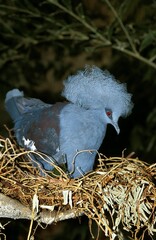 Blue Crowned Pigeon, goura cristata, Adult standing on Nest