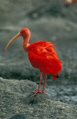 Scarlet Ibis, eudocimus ruber, Adult