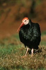 Northern Bald Ibis, geronticus eremita, Adult, Kruger Park in South Africa