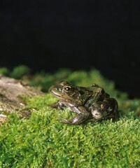 Marsh Frog, rana ridibunda, Adult standing on Moss