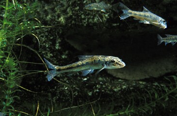 Gudgeon, gobio gobio, France
