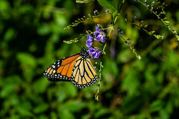 Monarch Butterfly (Danaus plexippus) feeding on Sweet Memories Blooms