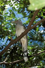 Channel-Billed Cuckoo, scythrops novaehollandiae, Adult standing on Branch