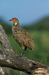 Yellow-Necked Spurfowl, francolinus leucoscepus, Adult, Kenya