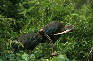 Obraz premium Black Ibis, pseudibis papillosa, Adults Grooming